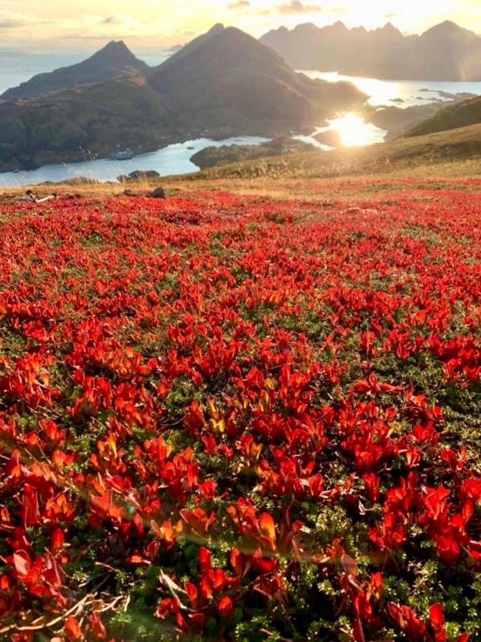 Lofoten And Vesteralen Kveldro Myrland Zewnętrze zdjęcie