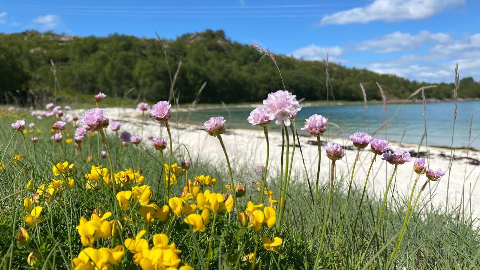 Lofoten And Vesteralen Kveldro Myrland Zewnętrze zdjęcie